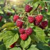 Berry Raspberry Meeker Plant