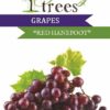 Table Grape Red Hanepoot Plant