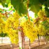 Table Grape Regal Seedless Plant