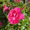Rose Blossom Magic Climber