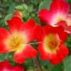 Rose Cocktail Climber