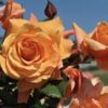 Rose Copper Arch Climber