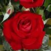 Rose Dorsland Climber