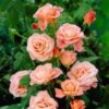 Rose Elizabeth of Glamis