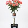Rose Elizabeth of Glamis Std