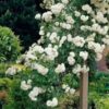 Rose Iceberg Climber