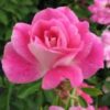 Rose Iceberg Dark Pink
