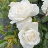 Rose Iceberg White