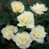 Rose Pascali Hybrid Tea