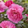 Rose Simplicity Pink