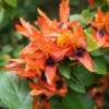 Ruttya Fruticosa