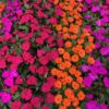 Sunpatiens Mixed