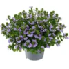 Scaevola Aemula
