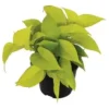 Scindapsis Diamond Lime