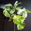 Scindapsis Marble Queen