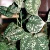 Scindapsis Pictus