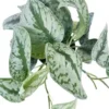 Scindapsis Silver Splash
