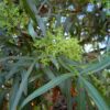 Searsia Lancea