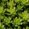 Sedum Adolphii