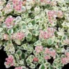 Sedum Little Missy