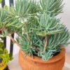 Senecio Aizoides