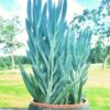 Senecio Ficoides
