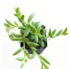 Senecio Radicans Beads Oval