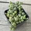 Senecio Rowleyanus Bead