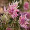 Serruria Florida Blushing Bride