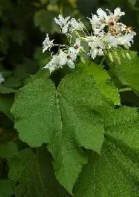 Sparrmania Africana