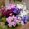 Streptocarpus Mixed