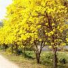 Tabebuia Aurea