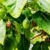 Tamarillo Tree Tomato