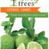 Citrus Lime Thai Lime Plant