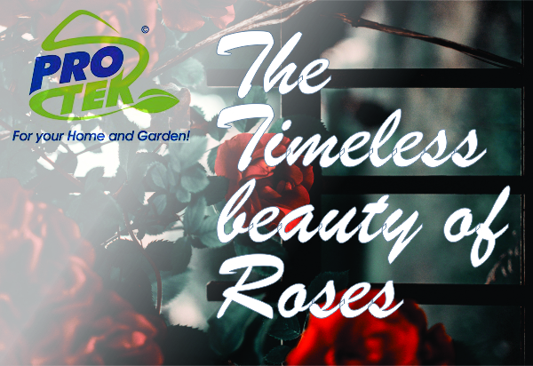 The Timeless Beauty of Roses2