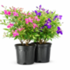 Tibouchina Elegans