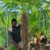 Trachycarpus Fortunei 1.5m