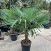 Trachycarpus Fortunei Palm
