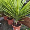Yucca Variegated