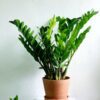 Zamioculcas Zamiifolia