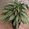 Aglaonema Silver Queen