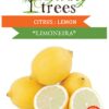 Citrus Lemon Limoneira Plant