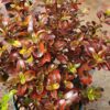 Coprosma Repens Bronze Baby