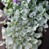 Dichondra Silver Falls