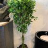 Ficus Benjamina Braided