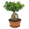 Bonsai Ficus Ginseng in Solar Bowl