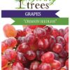 Table Grape Crimson Seedless Plant
