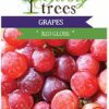 Table Grape Red Globe Plant