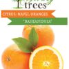 Citrus Navel Bahaianinha Plant