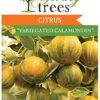Citrus Calamondin Variegated Plant